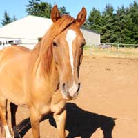Thunder, Kiger mustang horse
